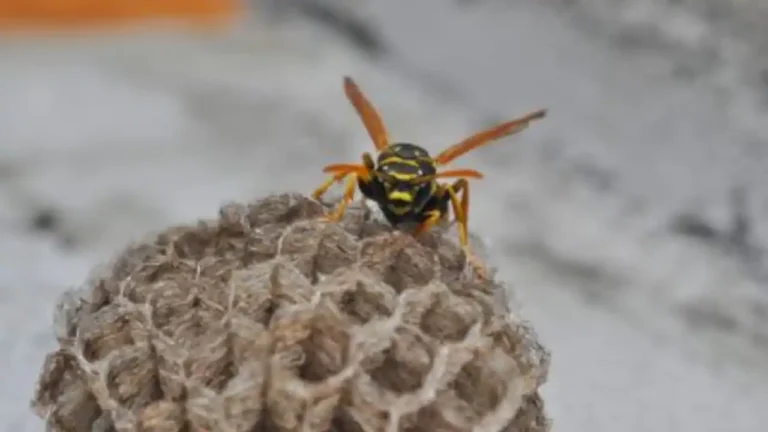 Wasp Exterminator A Comprehensive Guide to Protecting Your Home